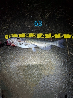 アメリカナマズの釣果