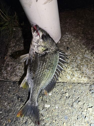 キビレの釣果