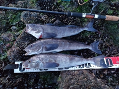 ホッケの釣果