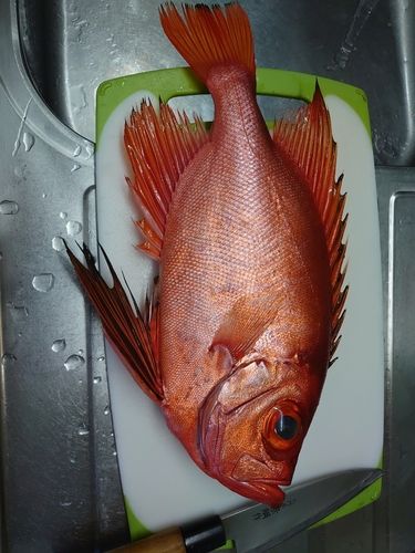 チカメキントキの釣果