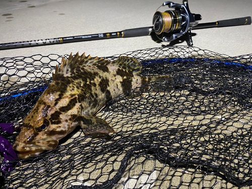 ベッコウゾイの釣果