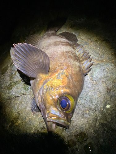 シロメバルの釣果