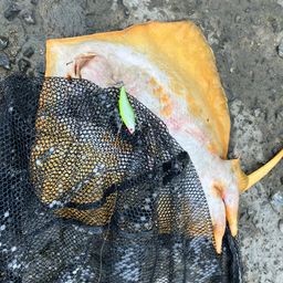 アカエイ