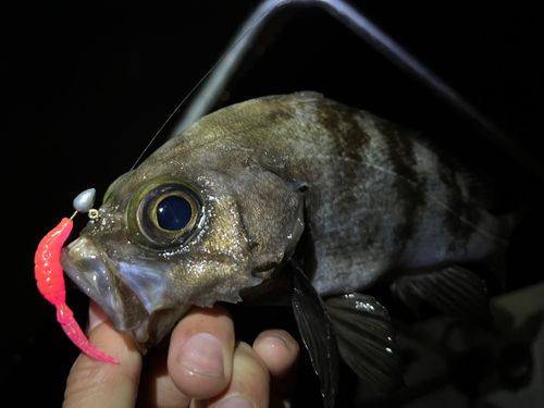 クロメバルの釣果