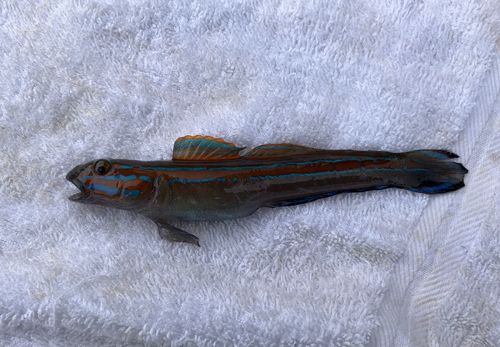 ニシキハゼの釣果