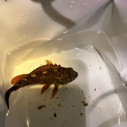 カサゴ