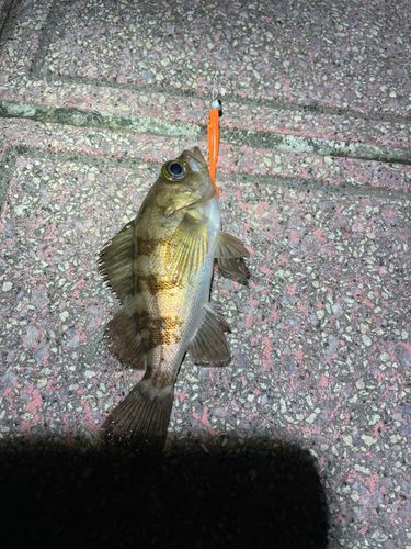 メバルの釣果
