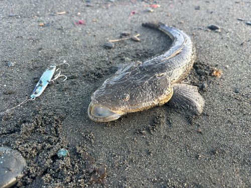 マゴチの釣果