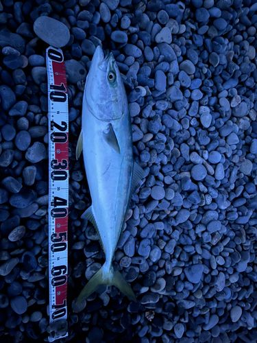 メジロの釣果