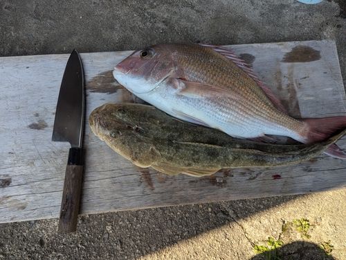マダイの釣果