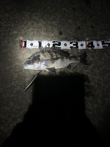 チヌの釣果