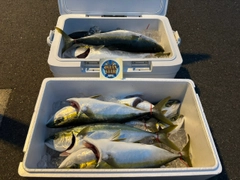 ハマチの釣果