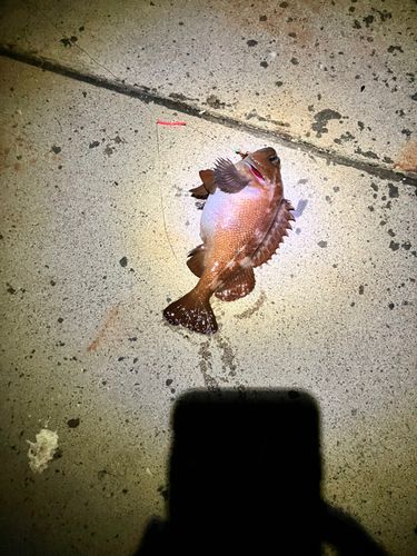 エゾメバルの釣果