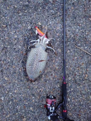 シリヤケイカの釣果