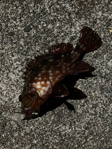 メバルの釣果