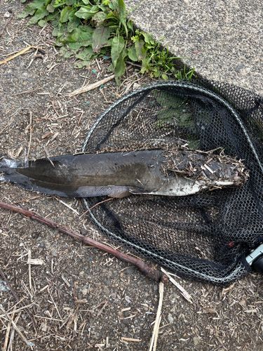 ナマズの釣果