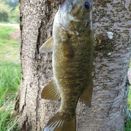 スモールマウスバス