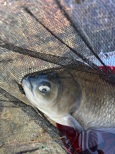 ヘラブナの釣果