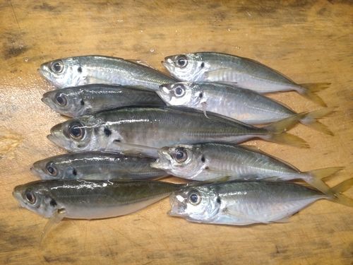 アジの釣果