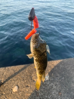 コモンフグの釣果