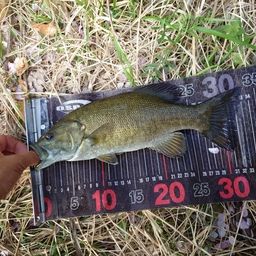 スモールマウスバス