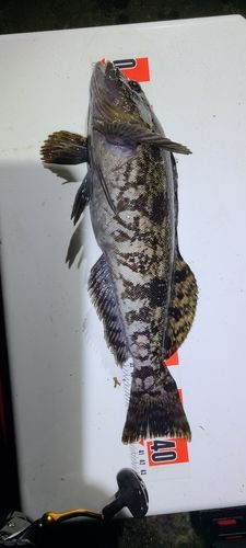 アイナメの釣果