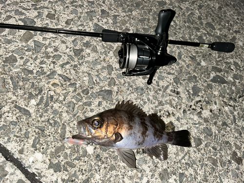 メバルの釣果