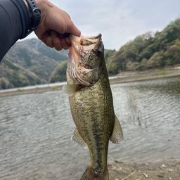 ブラックバス