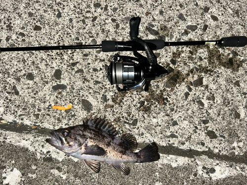クロソイの釣果