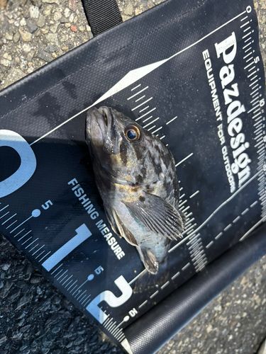 クロソイの釣果