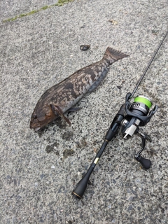 アイナメの釣果