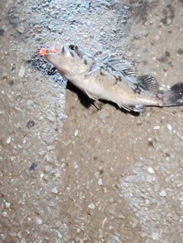 クロソイの釣果