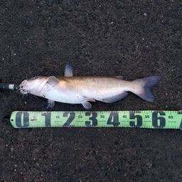 アメリカナマズ