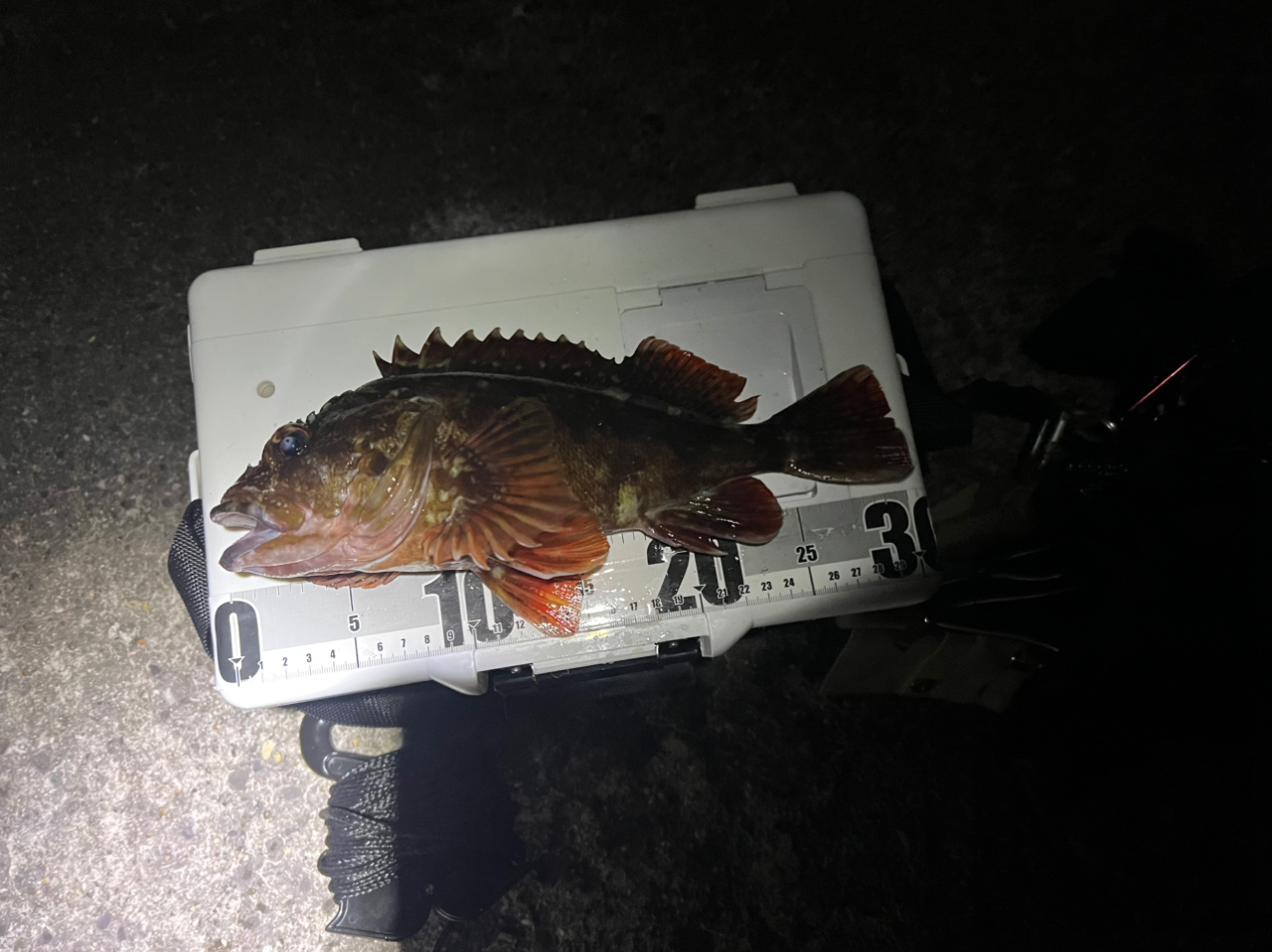 SHIMANO 19ハードロッカー BB B76MHの最安値・インプレ・釣果