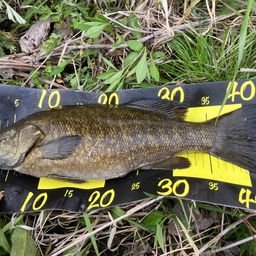 スモールマウスバス