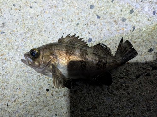 アカメバル