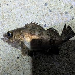 アカメバル