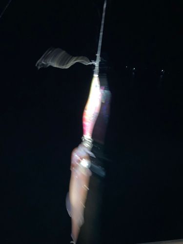 ササイカの釣果