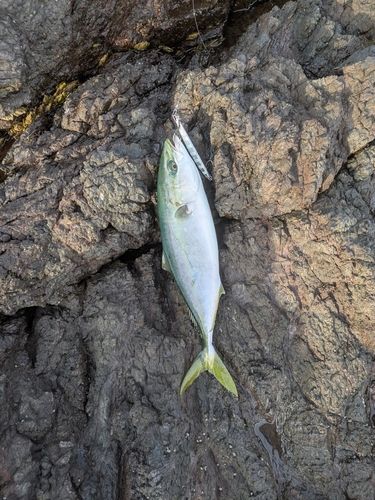 ヤズの釣果