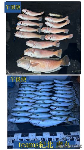 シロアマダイの釣果