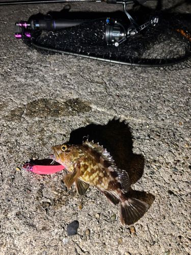 カサゴ