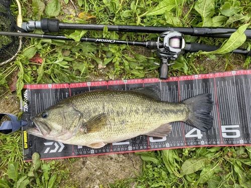 ブラックバスの釣果