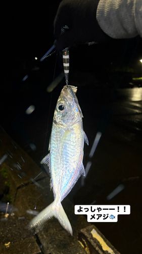 メアジの釣果