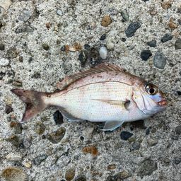 チャリコ