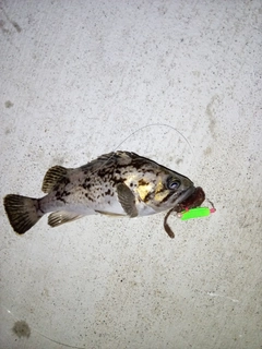 クロソイの釣果