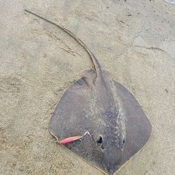 アカエイ
