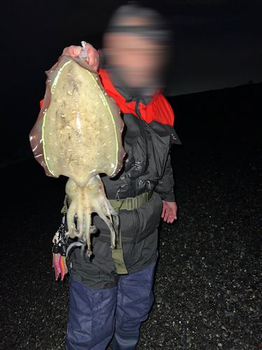 コウイカの釣果