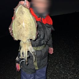 コウイカ