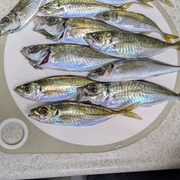 アジ