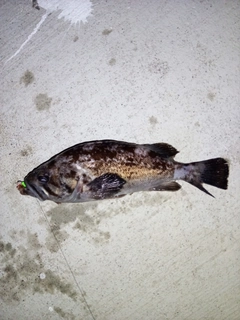 クロソイの釣果